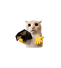 Broke Cat Wallet Sticker