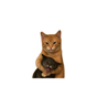 Cats in a Sticky Situation Sticker