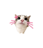 Cute Bow Cat Sticker