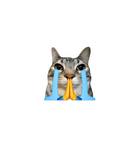 Crying Praying Cat Meme Sticker