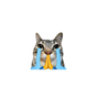 Crying Praying Cat Meme Sticker