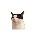 Suspicious Cat Meme Sticker