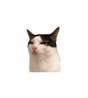Suspicious Cat Meme Sticker