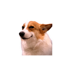 Smug Corgi Meme Sticker