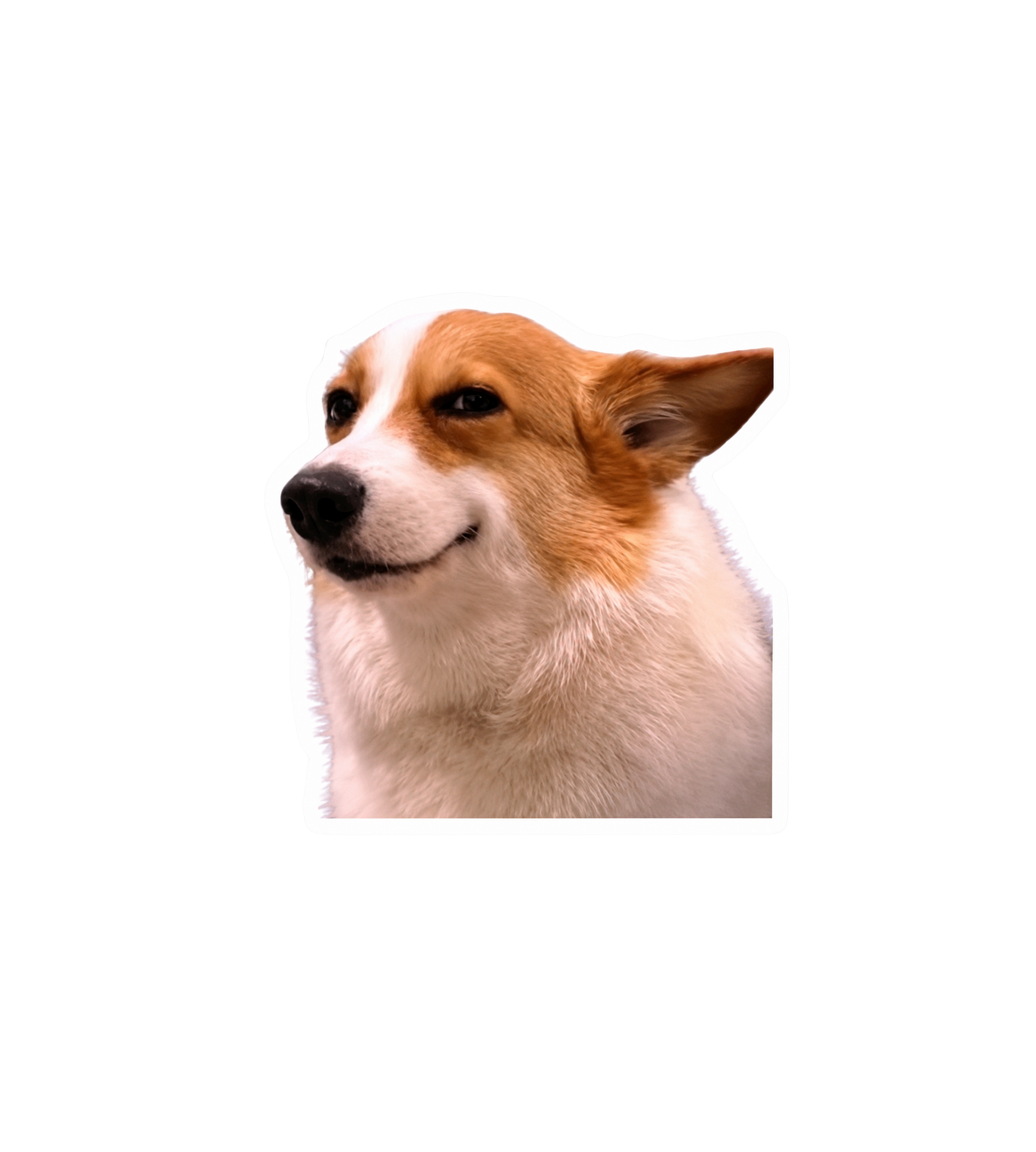 Smug Corgi Meme Sticker