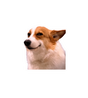 Smug Corgi Meme Sticker