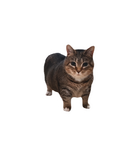 Realistic Tabby Cat Sticker