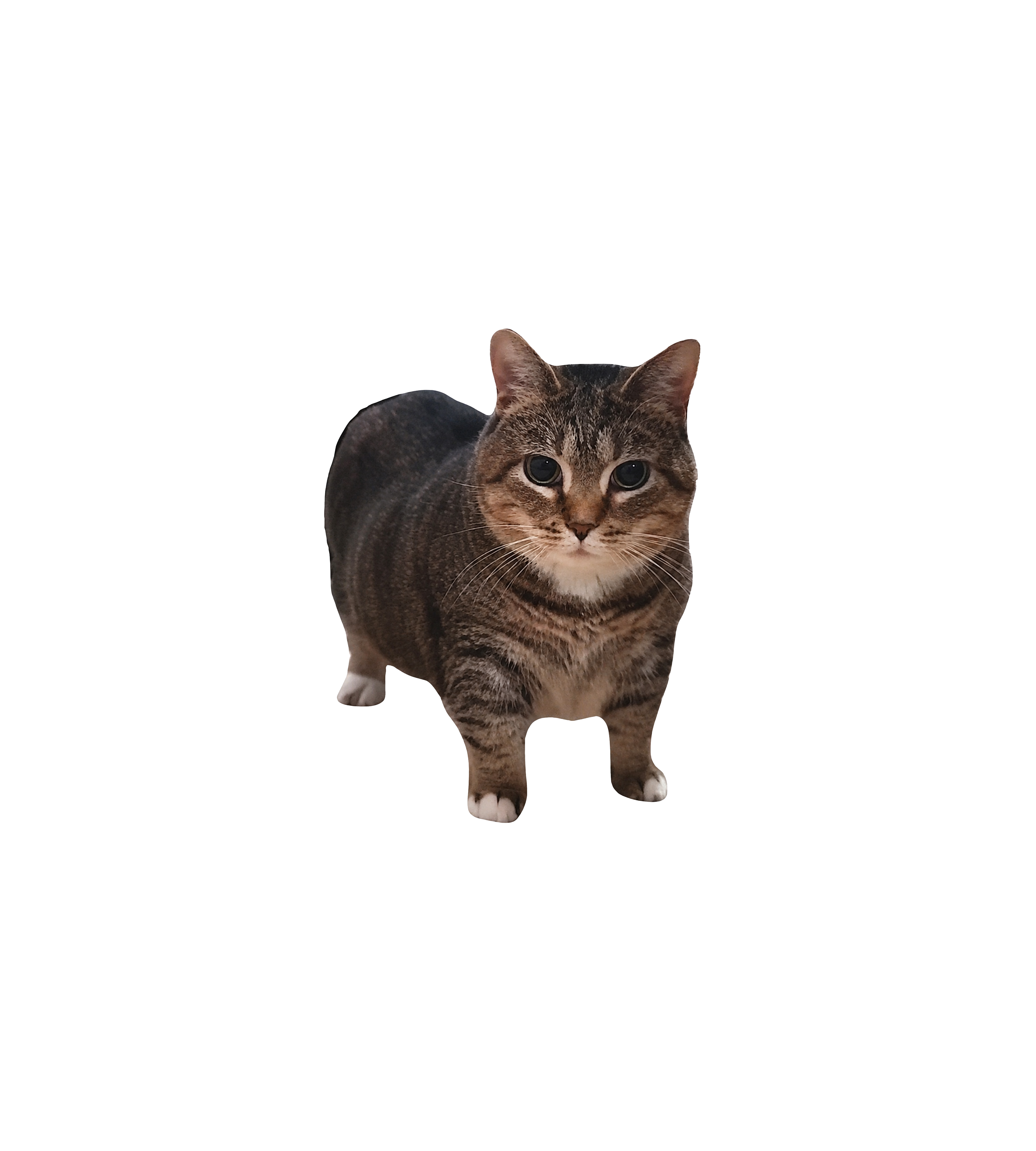 Realistic Tabby Cat Sticker