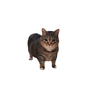Realistic Tabby Cat Sticker